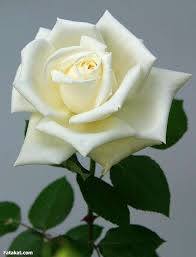 سامية بدران